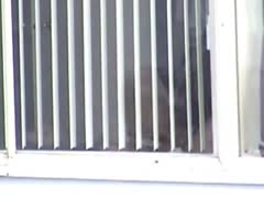 Through a window, a hidden camera captures a wild wife stroking her pussy.